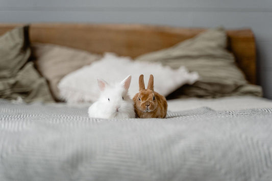 Konijnen en andere huisdieren: Harmonieus samenleven in het huishouden - Pet4you