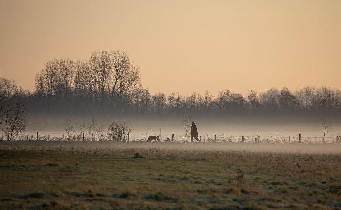 10 Onmisbare Accessoires voor Hondenwandelingen: Maak elke wandeling een avontuur - Pet4you