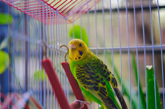 Vogel speelgoed zelf maken: zo voorkom je verveling bij je vogel