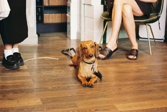 Hersenwerk voor honden: zo stimuleer je hem binnenshuis
