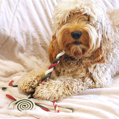 Collection image for: Kerst snacks hond