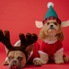 honden-met-kerst-kleding