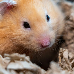 hamster