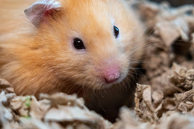 Hamster