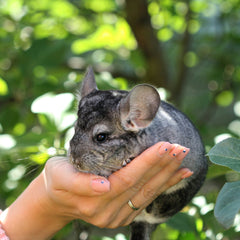 Collection image for: Chinchilla