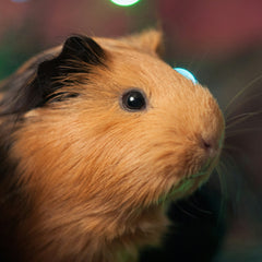 cavia