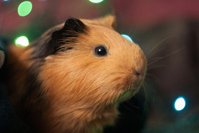 Cavia