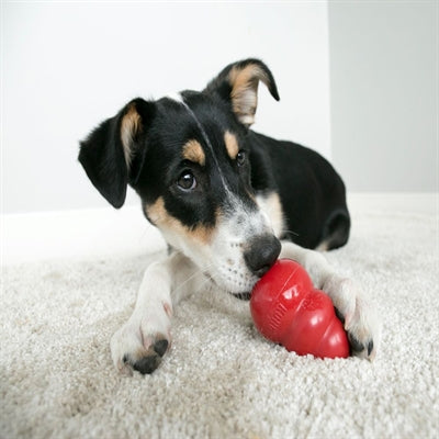 KONG CLASSIC ROOD