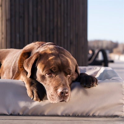 Bia Bed Outdoor Hoes Hondenmand Taupe Bia-6 100X80X15 Cm