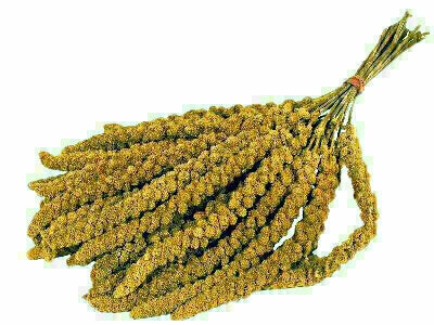 Merkloos Trosgierst Chinees 15 KG