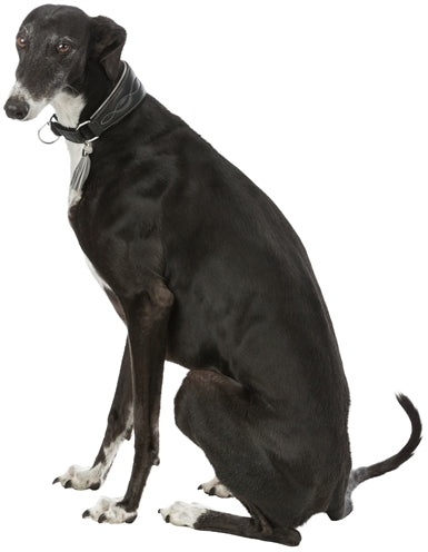Trixie Halsband Hond Active Comfort Voor Windhonden Leer Zwart / Grijs 21-26X4 CM
