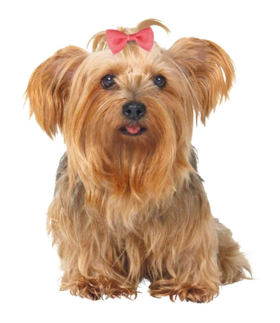 Trixie Hondenstrikje Assorti 4-5,5 CM 10 ST