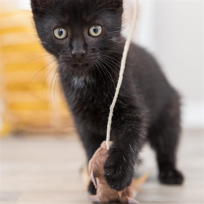Trixie Speelhengel Muis Met Veren Hout / Pluche Met Catnip