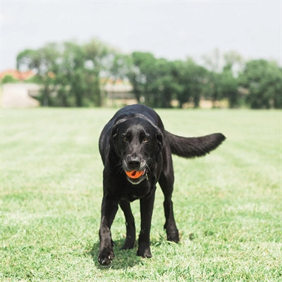 Chuckit Breathe Right Fetch Bal Oranje