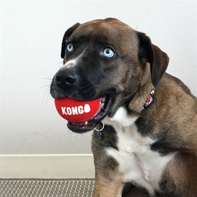 KONG SIGNATURE SPORT BALLS ASSORTI