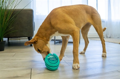 KONG LICKS REWARDS GROEN