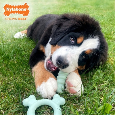 Nylabone Puppy Tactile Ring Kipsmaak SMALL TOT 11 KG