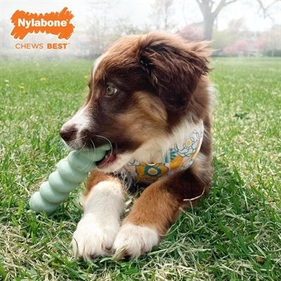 Nylabone Puppy Tactile Stick Pindakaassmaak SMALL TOT 11 KG