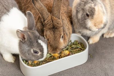 Trixie Voerbak / Drinkbak Ovaal Keramiek Assorti 22X10 CM 600 ML