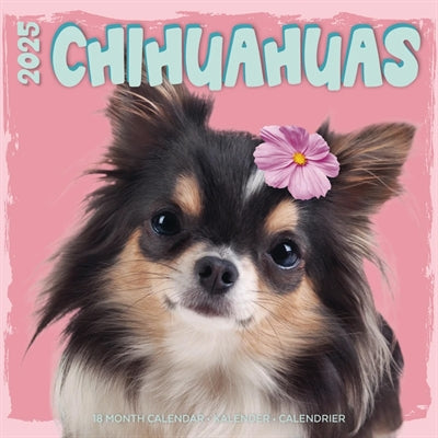 Merkloos Kalender Chihuahua Studio 2025 30X30 CM