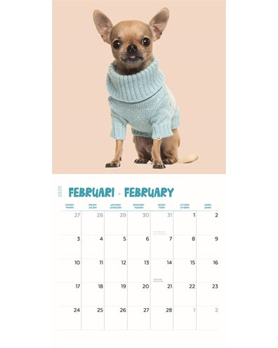 Merkloos Kalender Chihuahua Studio 2025 30X30 CM