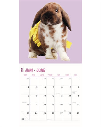 Merkloos Kalender Rabbits Studio 2025 30X30 CM