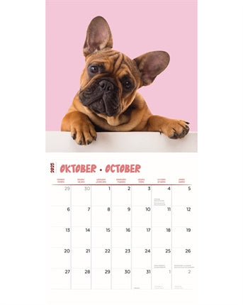 Merkloos Kalender Frenchies Studio 2025 30X30 CM