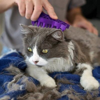 KONG ZOOMGROOM PAARS
