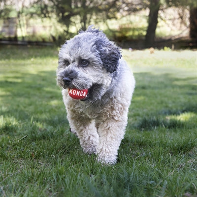 KONG SIGNATURE BALLS