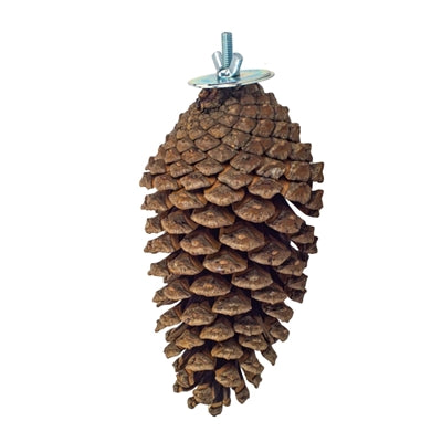 BACK ZOO NATURE FORAGING PINE CONE