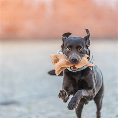 TRIXIE HOND STAAND LEER BRUIN 25 CM