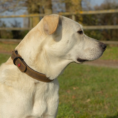 Zolux Expert Halsband Hond Premium Leer / Neopreen Bruin 70X3 Cm
