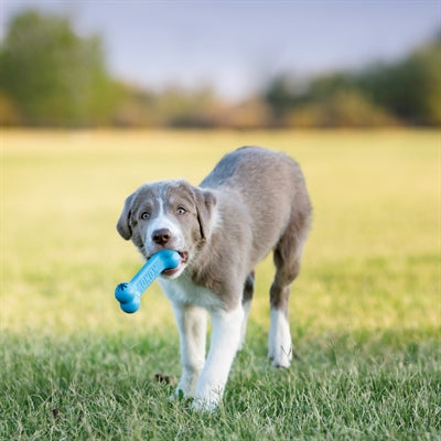 KONG PUPPY GOODIE BONE ROZE OF BLAUW ASSORTI