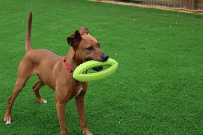 Happy Pet Grubber Interactieve Rugbybal 26X13X13 CM