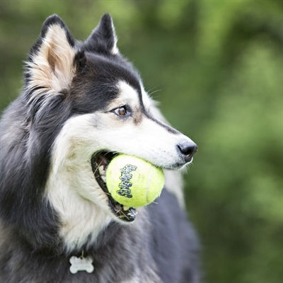 Kong Squeakair Tennisbal Geel Met Piep LARGE 8 CM 2 ST