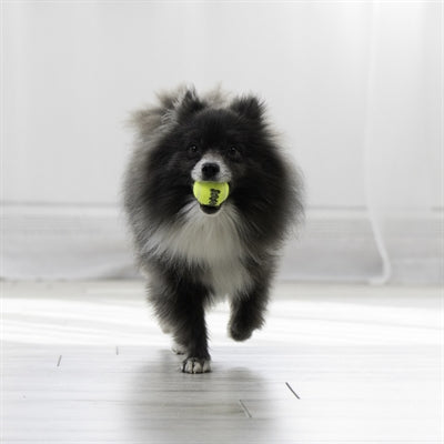 KONG SQUEAKAIR TENNISBAL GEEL MET PIEP