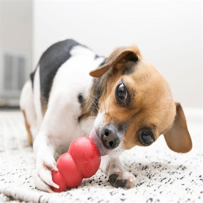 KONG CLASSIC ROOD