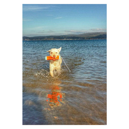 Chuckit Amphibious Bumper Assorti SMALL