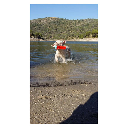 Chuckit Amphibious Bumper Assorti SMALL