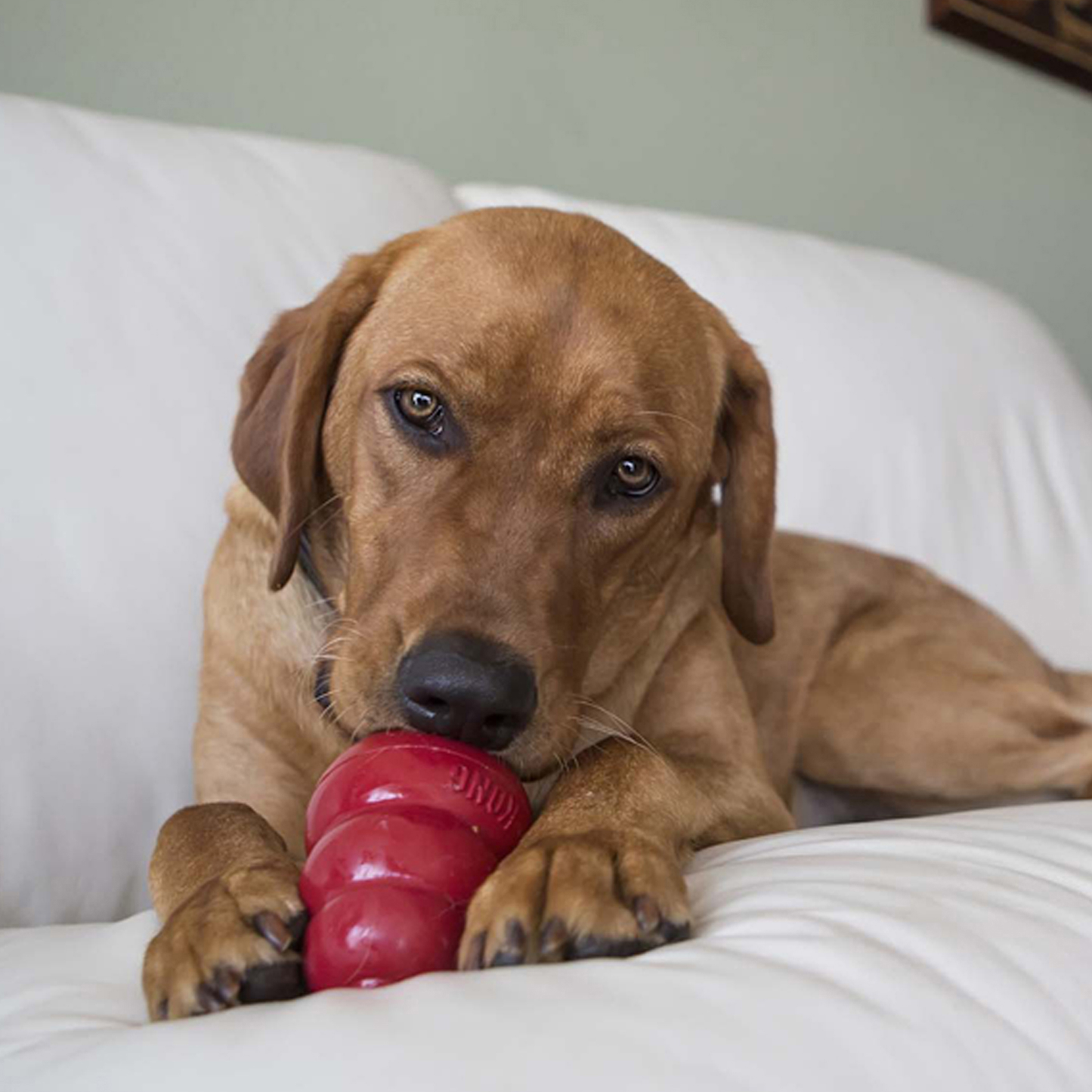 Easy Treat Liver