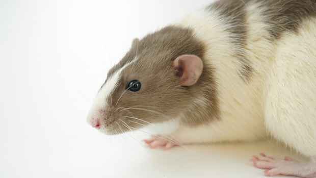 Banner image for: Rat
