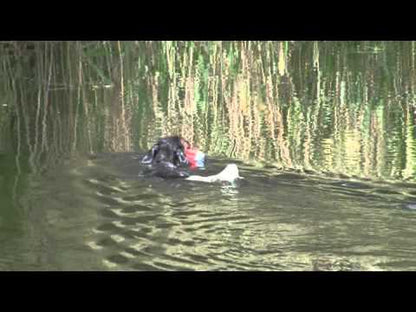 Chuckit Amphibious Bumper Assorti 25X5 CM