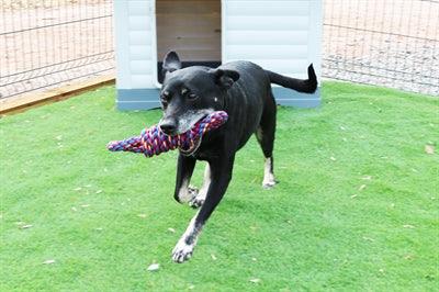 Happy Pet Twist-Tee Coil 8 Vormig Touw 32X9X8 CM - Pet4you