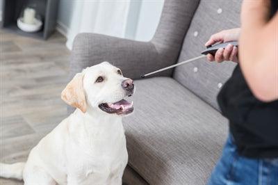 Trixie Dog Activity Target Stick Aanwijsstok Assorti 14-65 CM - Pet4you
