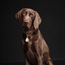 Tickless Teek En Vlo Afweer Voor Hond En Kat Beige - Pet4you