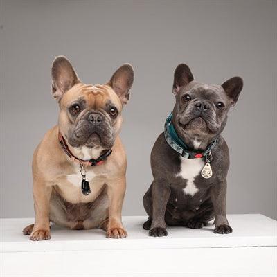 Tickless Teek En Vlo Afweer Voor Hond En Kat Beige - Pet4you